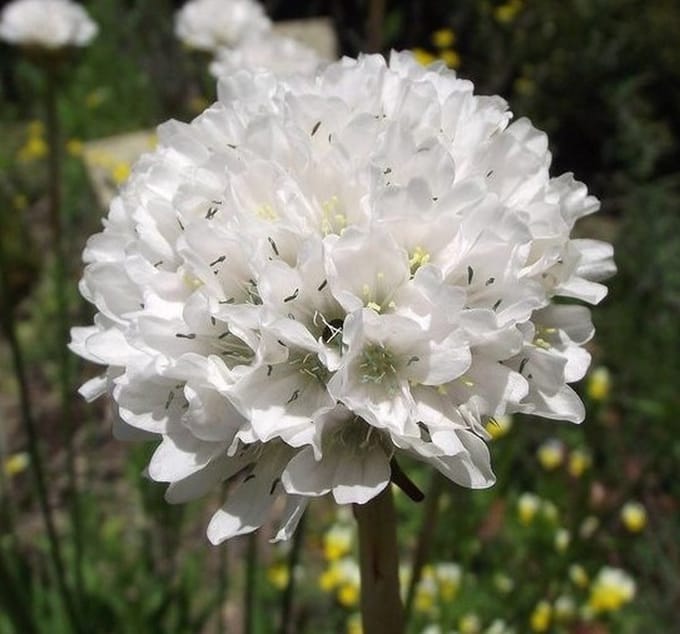 Witte Engels gras (Armeria maritima Alba) - Engels gras Alba - Armeria Maritima - Bijen-Vlinders - Bodembedekkers