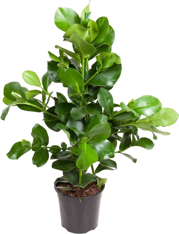 Clusia Rosea - 100 cm - ø24