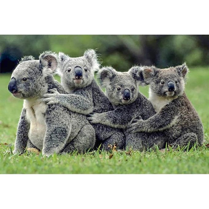 5D DIY Diamond schilderij Koala borduurwerk kruissteek Strass mozaïek Home Decor 30X40CM gray