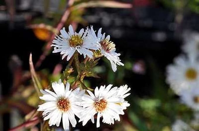6x Aster - Aster n.b. 'White Ladies' | 9x9 cm pot