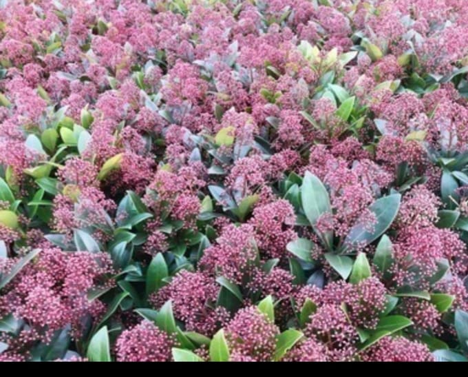 Skimmia jap. 'Rubella' - Skimmia 25- 30 cm in pot