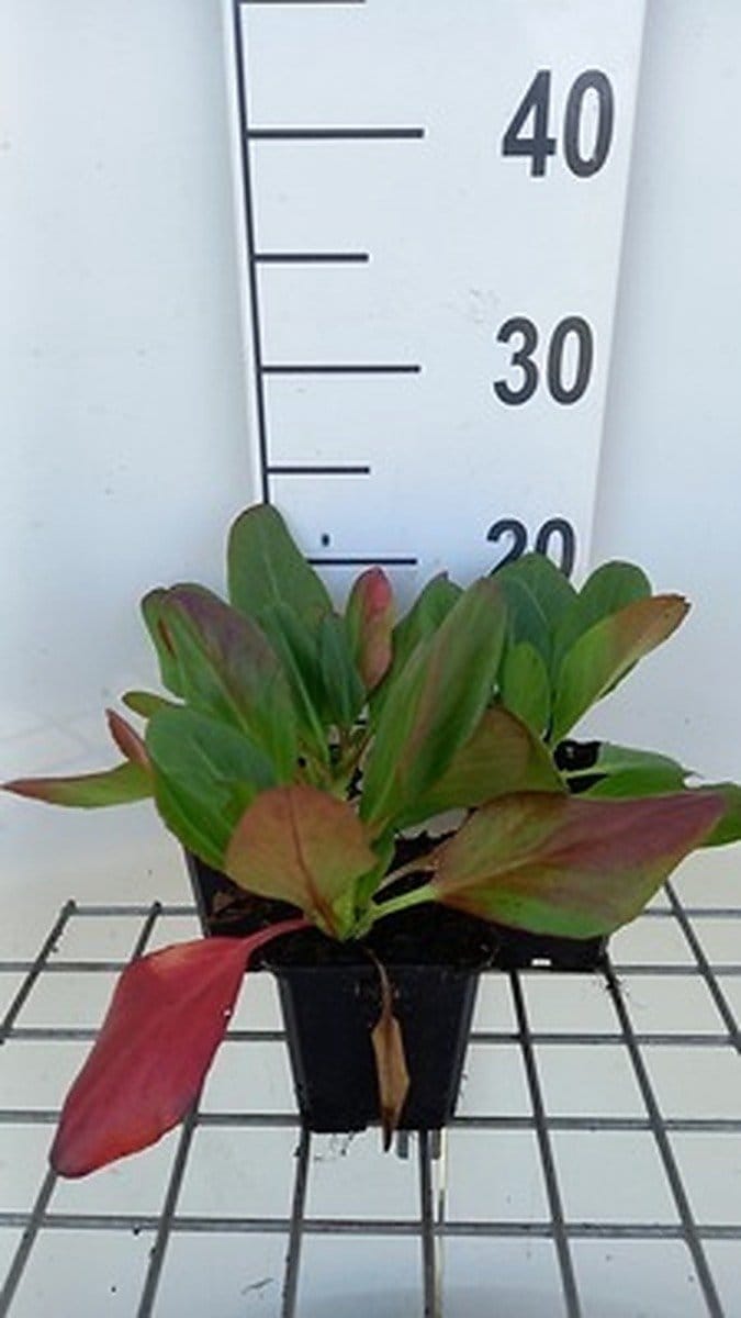 6x Schoenlappersplant - Bergenia hybr. 'Wintermärchen' | 9x9 cm pot