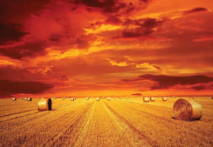 Fotobehang Field Gold Pasture Yield Nature | PANORAMIC - 250cm x 104cm | 130g/m2 Vlies