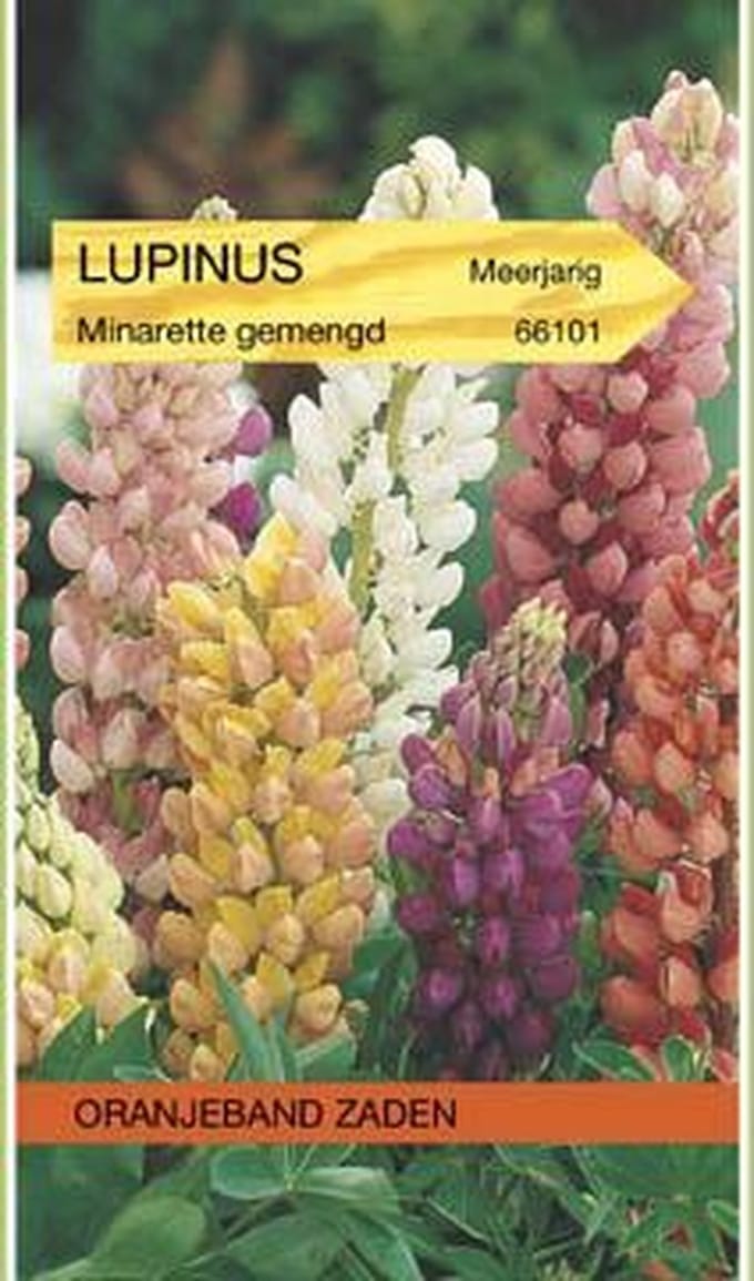 Lupinus, Lupine Minarette gemengd