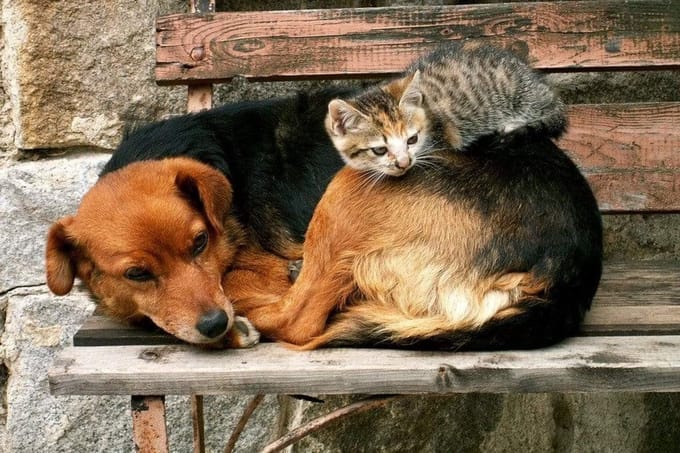Fotobehang - Cat and Dog 375x250cm - Vliesbehang