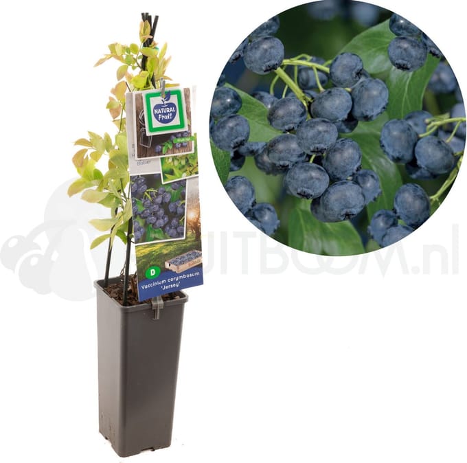 Vaccinium corymbosum Jersey