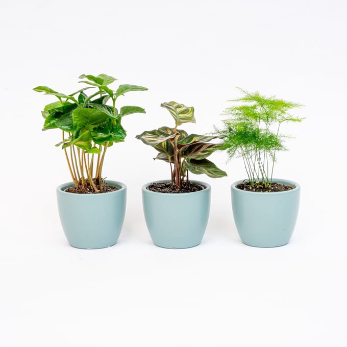 Plantenset van 3 met mini pot - Blauw/wit - Planten mix - Ø 6 cm