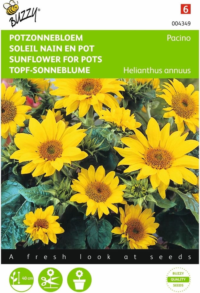 2 stuks - Buzzy - Helianthus Annuus Pacino, Lage Potzonnebloem