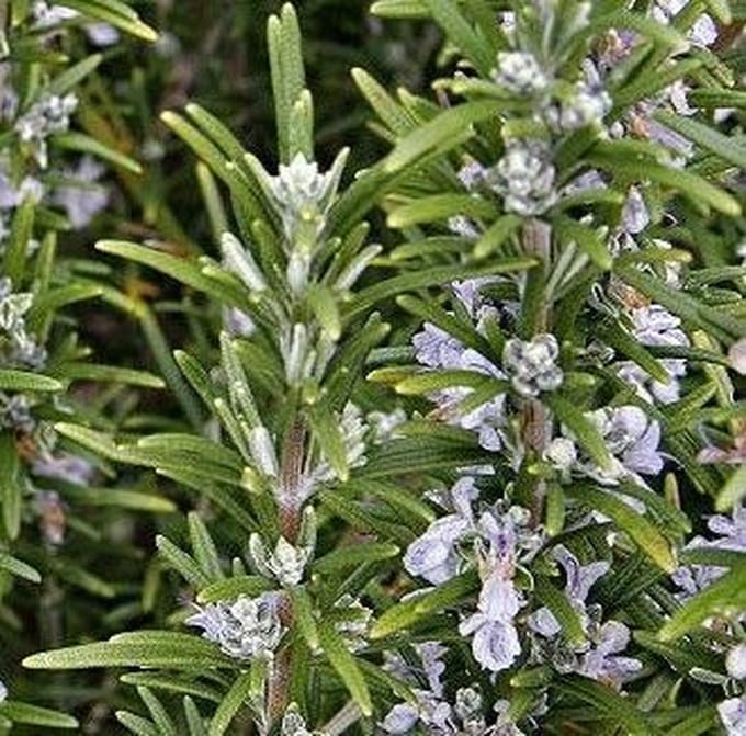 25 x Rosmarinus officinalis - Rozemarijn in 9x9cm pot met hoogte 5-10cm
