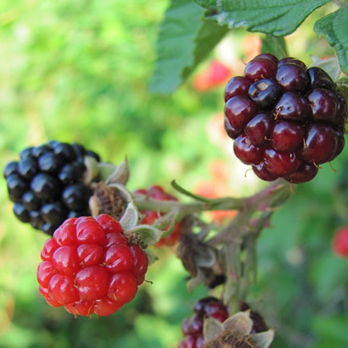 Rubus fruticosus 'Adrienne' doornloze bramenstruik, 2 liter pot