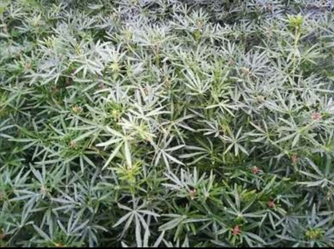 1 x Choisya tern. 'White Dazzler'® - Mexicaanse Oranjebloesem 25- 30 cm in pot