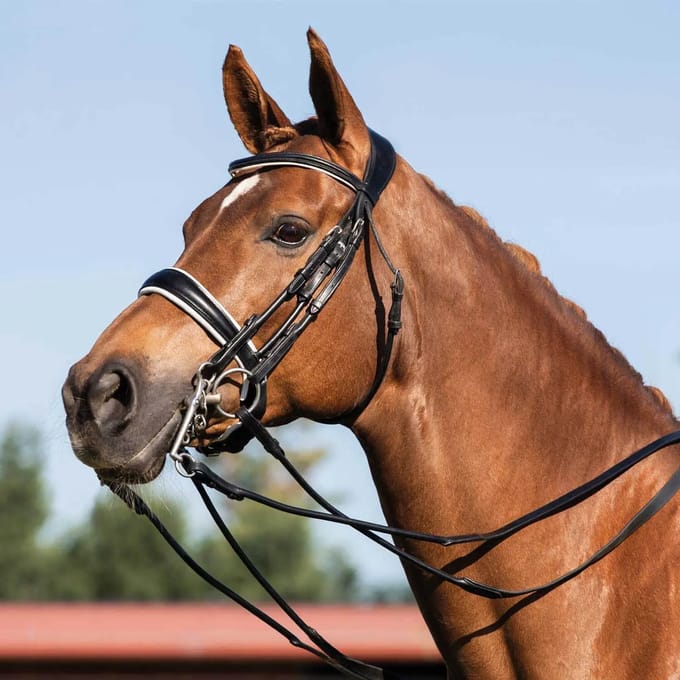 Dubbelriem paardenhoofdstel Acavallo