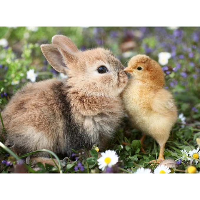 Ravensburger – Rabbit and Chick – Legpuzzel – 500 Stukjes