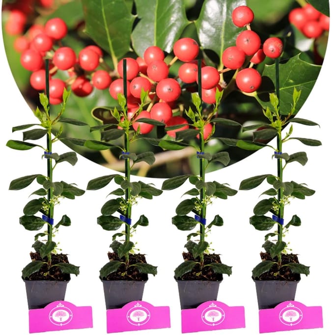 Set van 4 Amerikaanse hulst - Ilex 'Nellie R. Stevens' - Hoogte 40cm - 9cm pot
