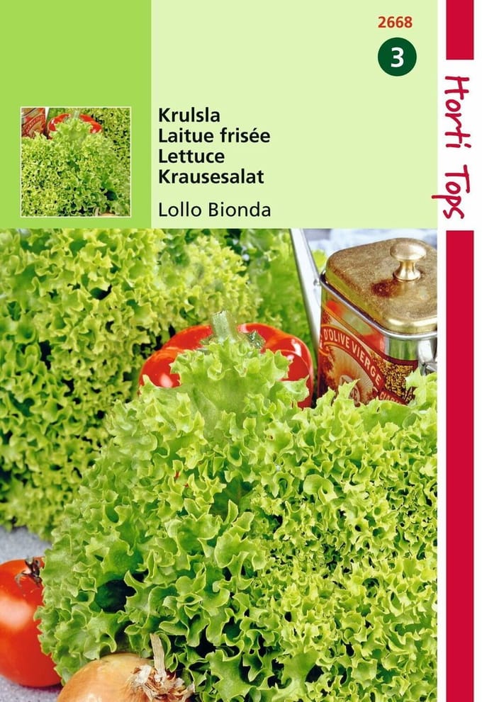 2 stuks - Hortitops - Krulsla Lollo Bionda