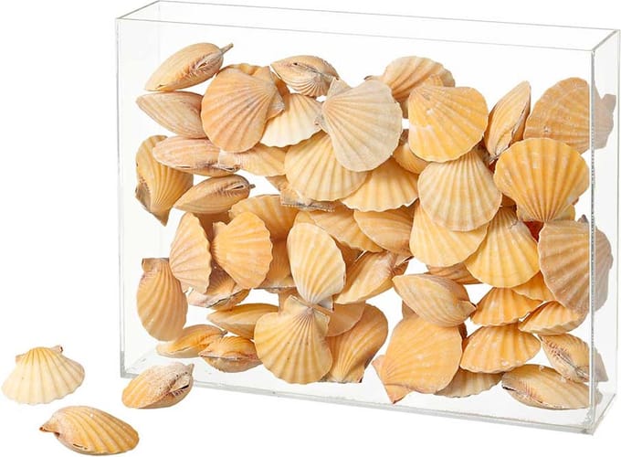 Schelpen Vexillum 1 kg, natuurlijk materiaal