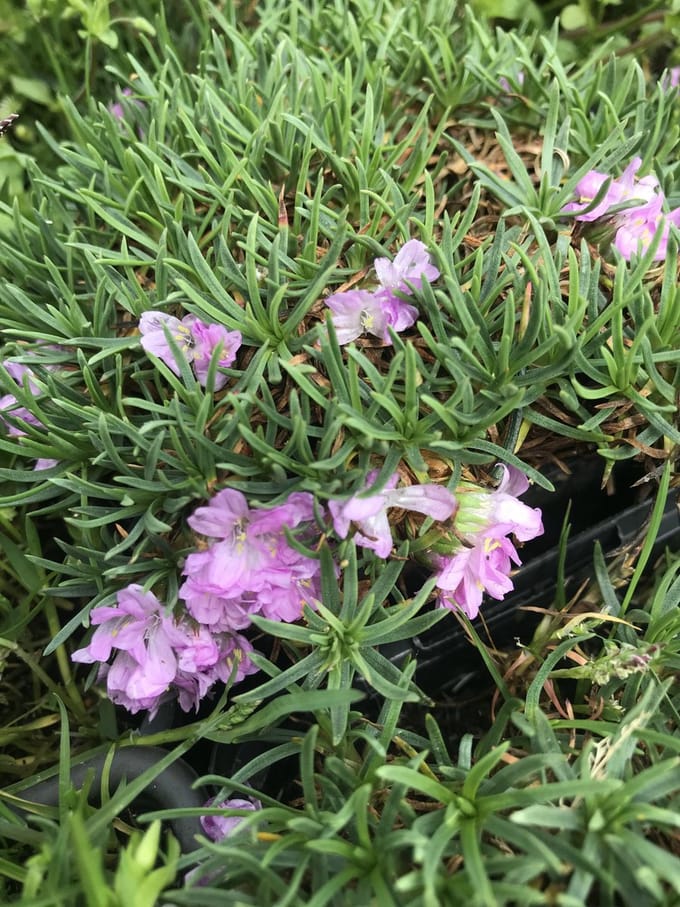 6 x Armeria maritima 'Varretu' - Engels Gras - P9 Pot (9 x 9cm) - Dima Vaste Planten