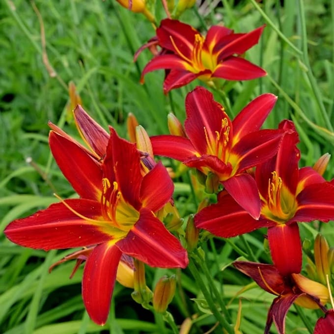 Hemerocallis 'Sammy Russell' - Daglelie - Wortelgoed - 5 stuks