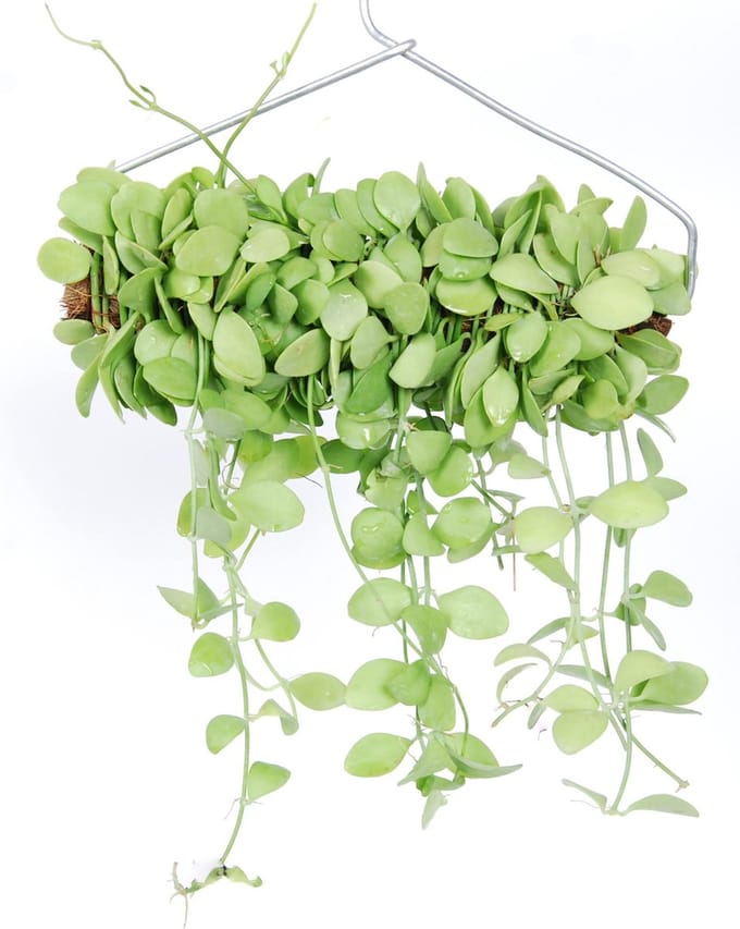 Hangplant Dischidia Geri
