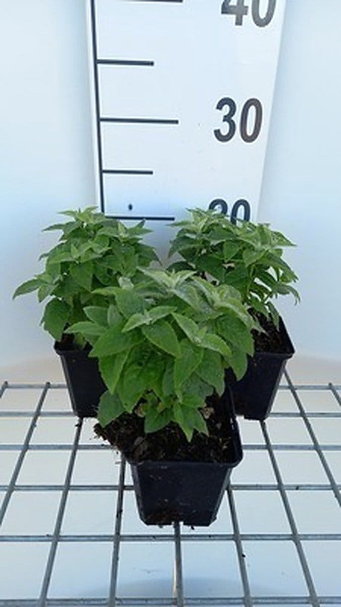 6x Bergamotplant - Monarda hybr. 'Cranberry Lace' | 9x9 cm pot