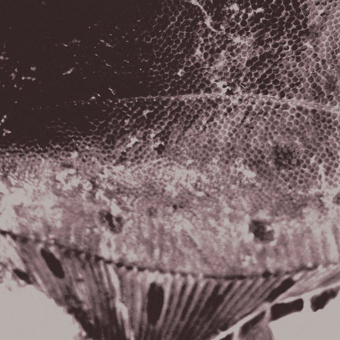 Mark IJzerman - Flounder Maps (LP)