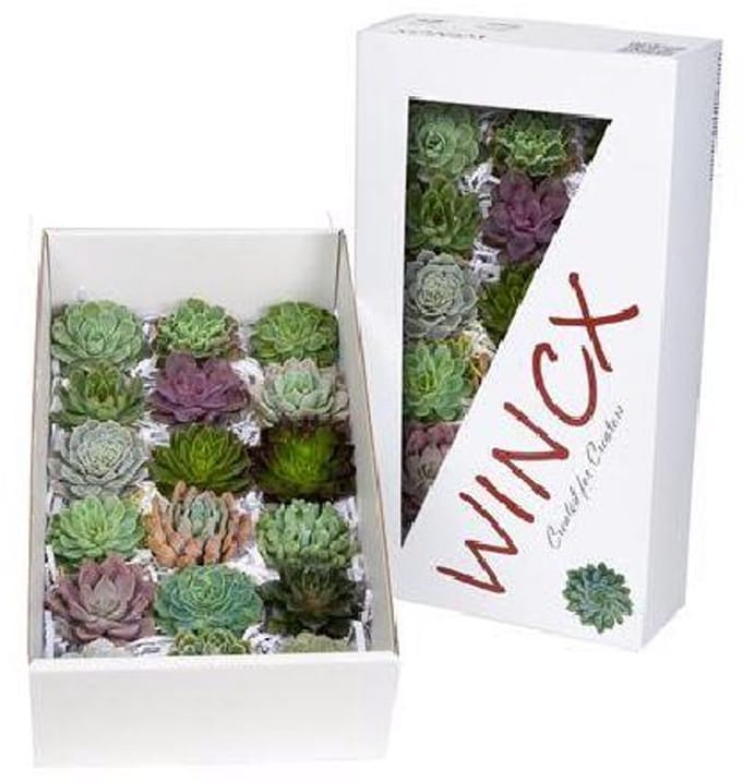 18x Echeveria mix var.wincx