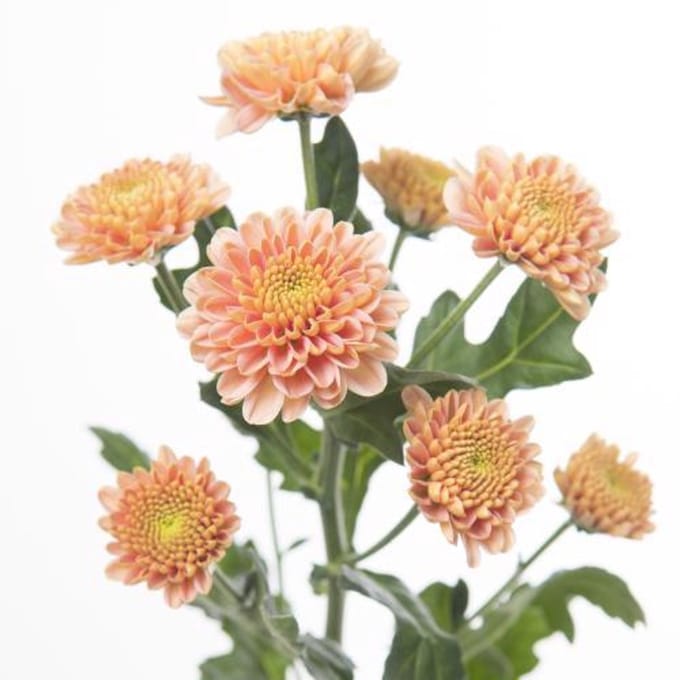 25x Chrysant san.ellison salmon 50cm