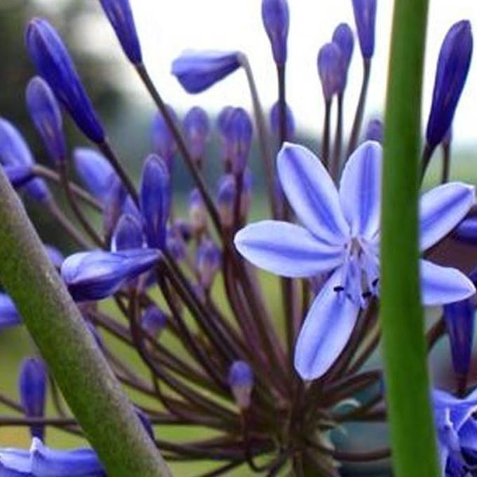6 x Agapanthus 'Blue Triumphator' - Tuberoos/Afrikaanse lelie pot 9x9 cm