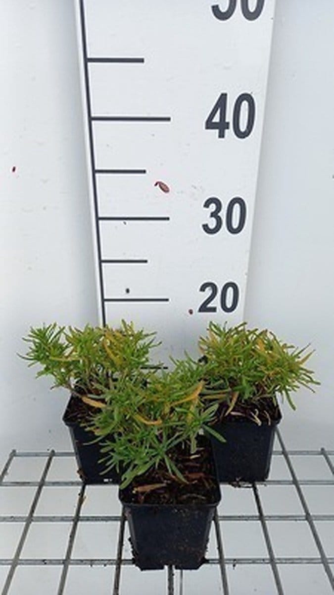 6x Baardiris - Iris (germ.) 'Constant Wattez' | 9x9 cm pot