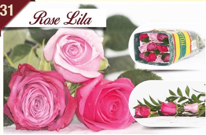 24x Rosa mix/bos hoja verde triett rosa lila 50cm