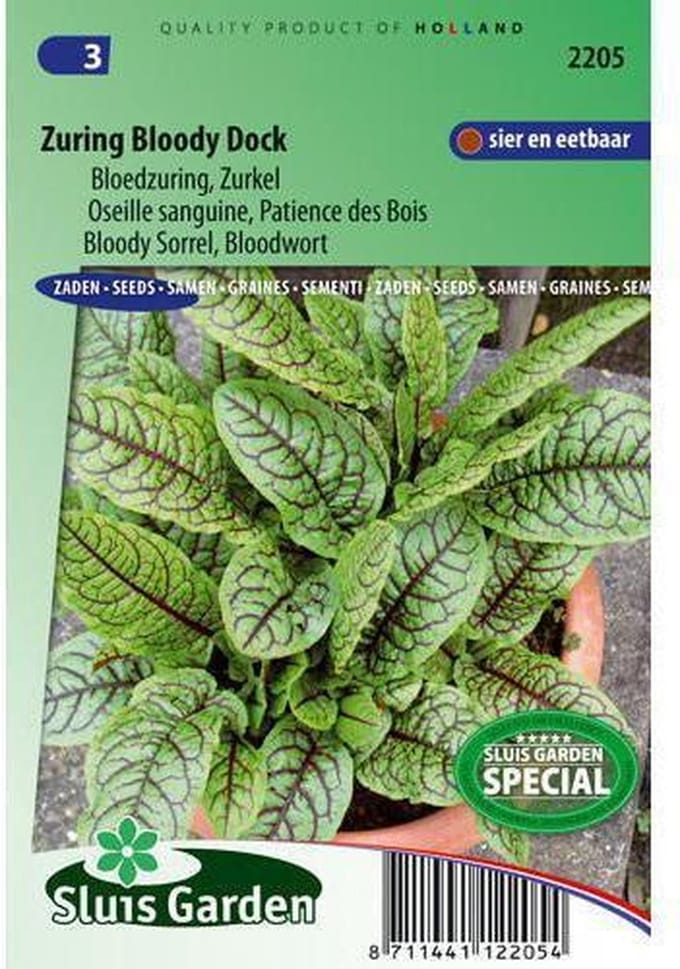 Sluis Garden - Zuring Bloody Dock (Rumex sanguineus)
