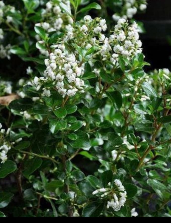 Escallonia hybr. 'Iveyi' - Escallonia 30- 40 cm in pot