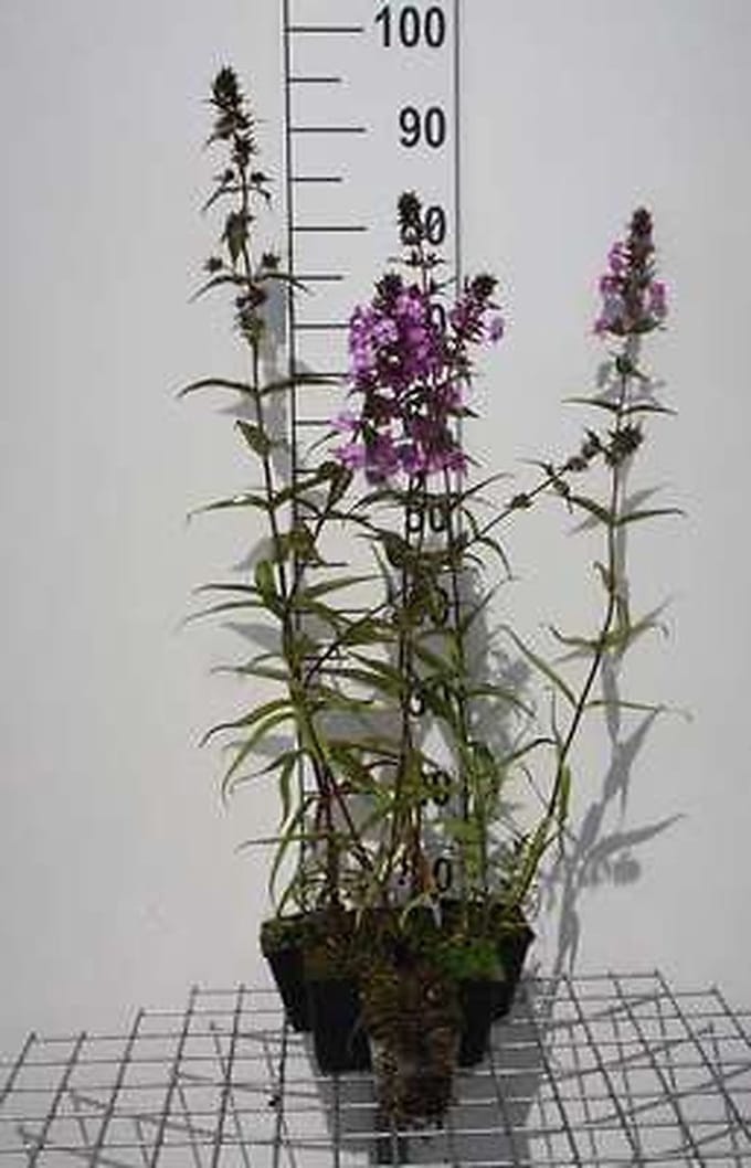 6x Vlambloem - Phlox (p) 'Amethyst' | 9x9 cm pot