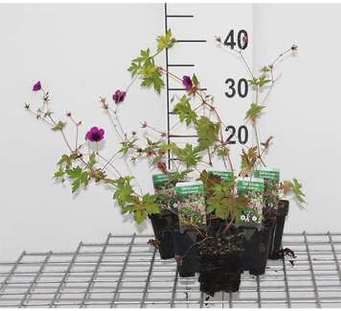 6x Ooievaarsbek - Geranium hybr. 'Ann Folkard' | 9x9 cm pot