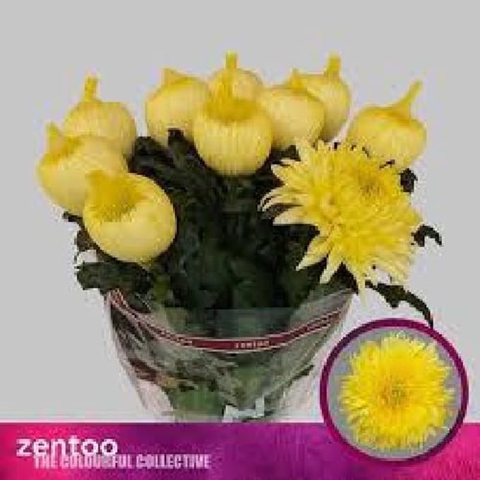 10x Chrysant magnum yellow g 70cm