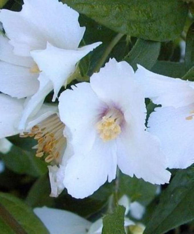 Philadelphus 'Belle Etoile' - Boerenjasmijn 50 - 60 cm in pot