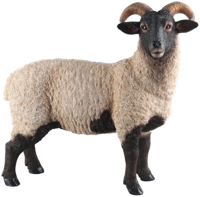 Staand Norfolk schaap