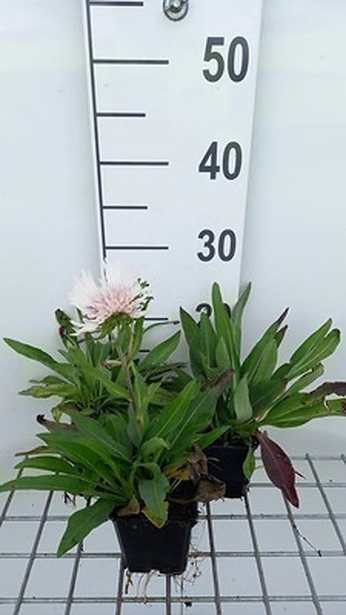 6x Stokesia - Stokesia laevis 'Alba' | 9x9 cm pot