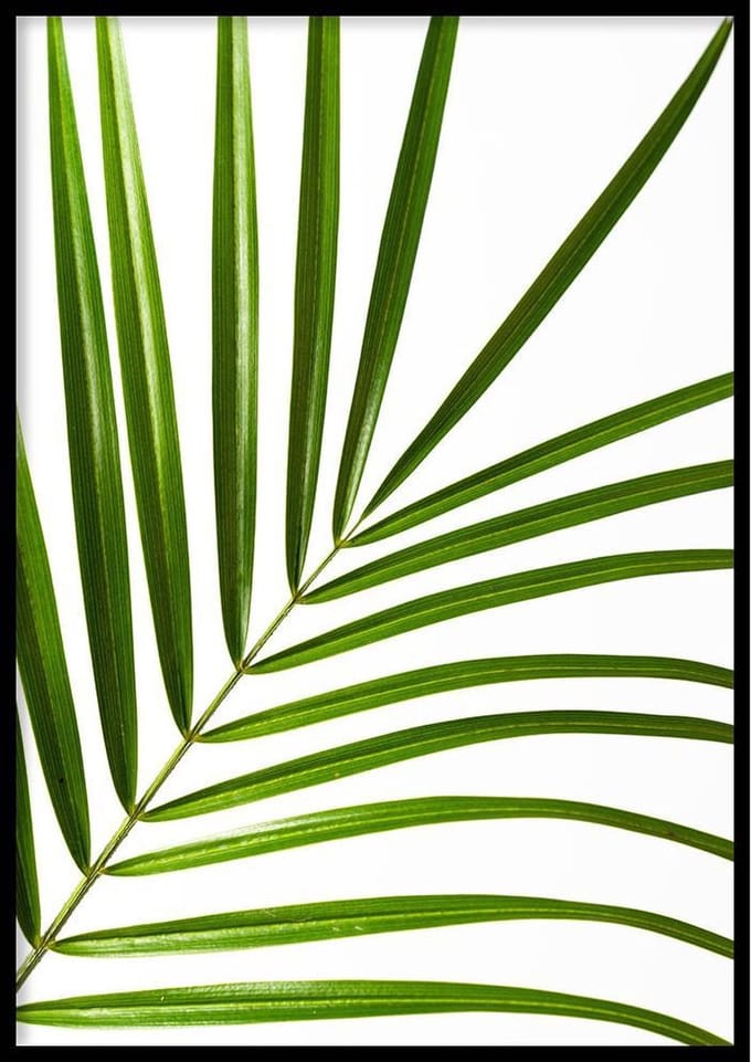 Poster Palm Blad - 70x100cm - Posters - 250g Fotopapier