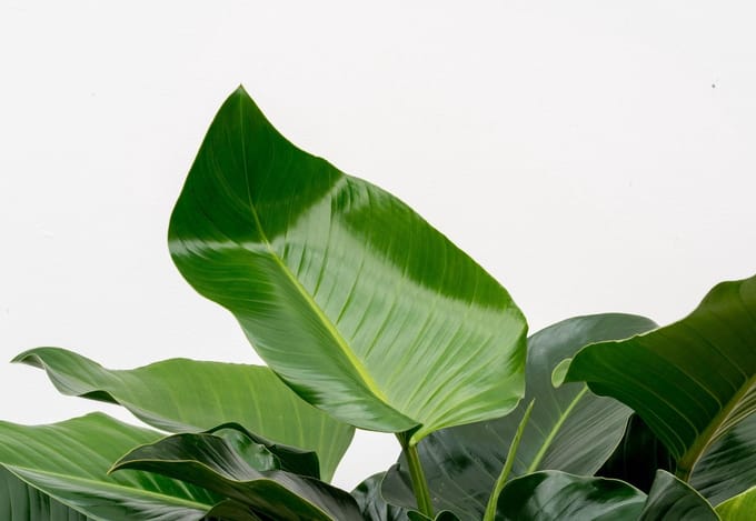 Philodendron Green Beauty - 120cm - ⌀30
