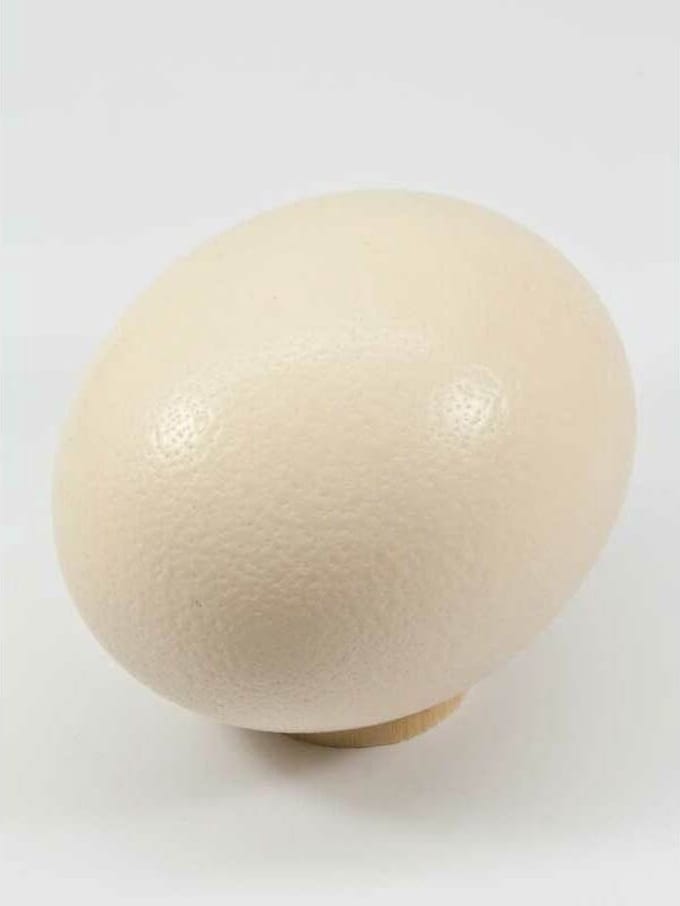 Decoratie Eieren - Egg Ostrich (struisvogel) Natural