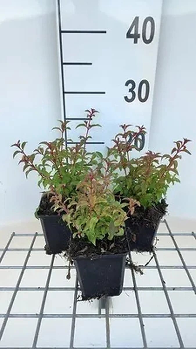 6x Bellenplant - Fuchsia magell. 'Gracilis' | 9x9 cm pot