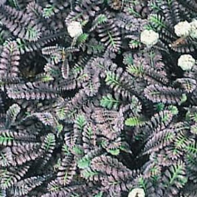 6 x Leptinella Squalida 'Platt'S Black' - Speldenkussenplant pot 9x9cm