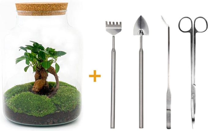 Green Harmony | DIY terrarium - Milky with bonsai -  30 cm