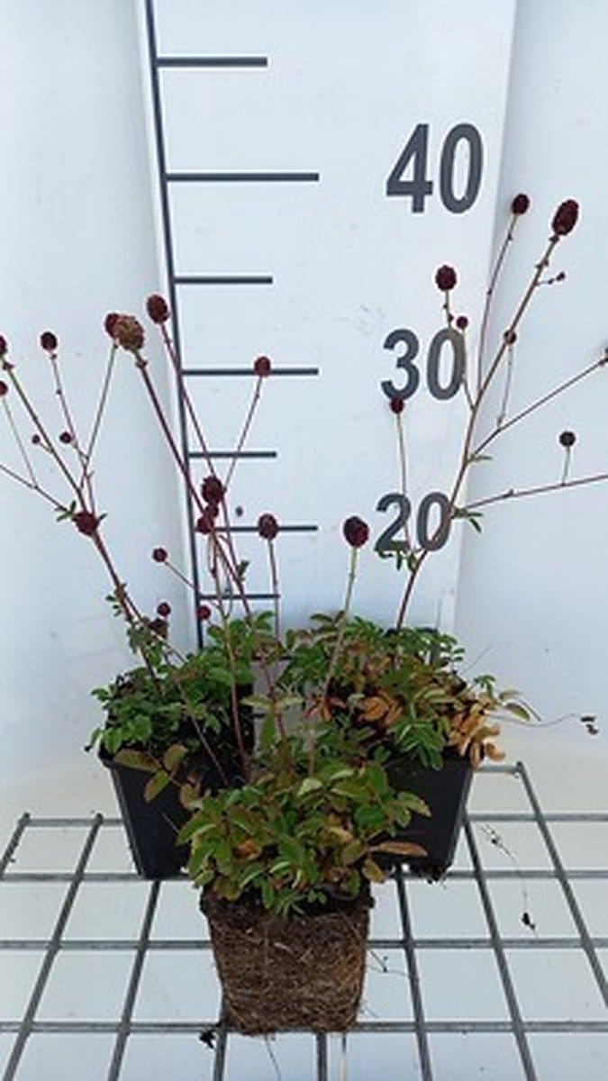 6x Sanguisorba - Sanguisorba officinalis | 9x9 cm pot