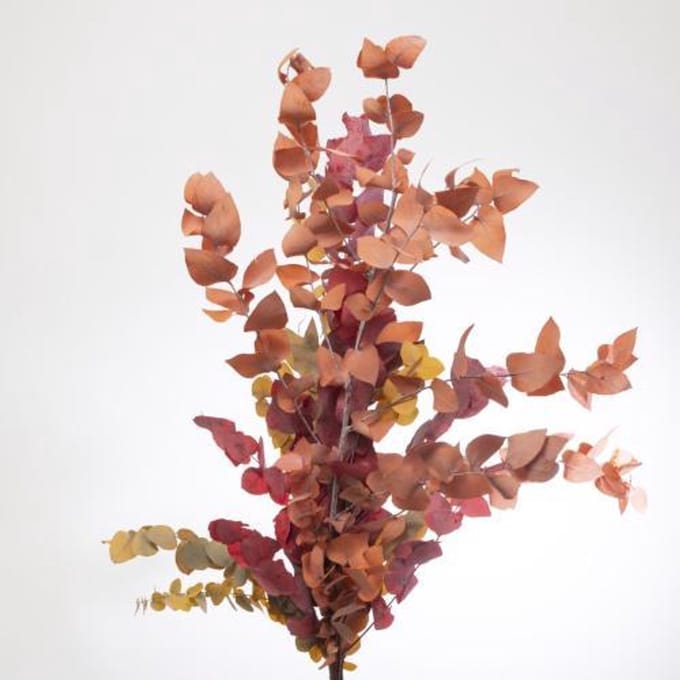 5x Dc eucalyptus stuart.herfst gestabiliseerd 70cm