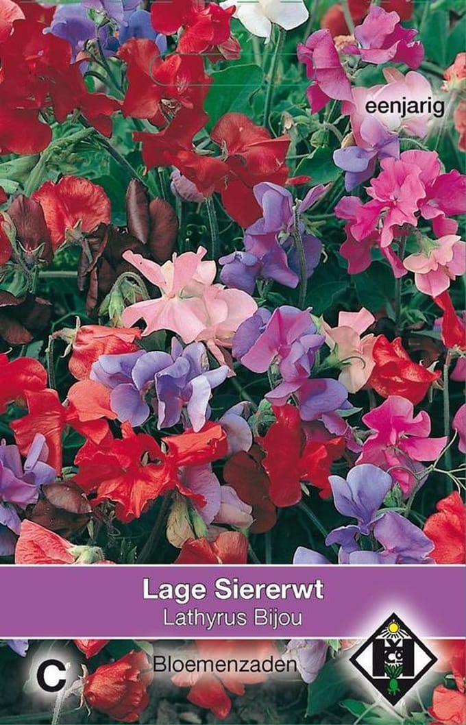 Van Hemert - Lage Siererwt, Geurerwt Bijou (Lathyrus odoratus)