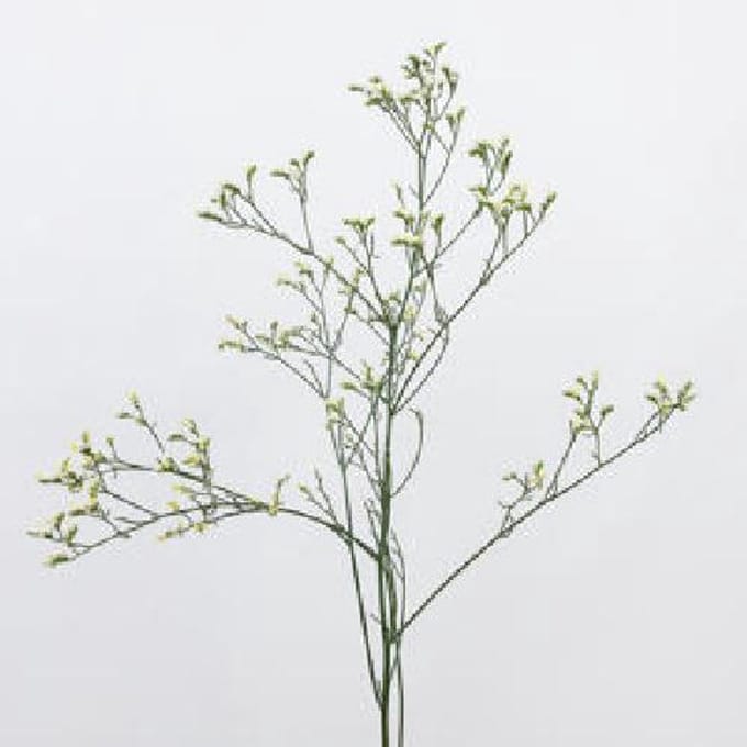 25x Lim.china white 60cm