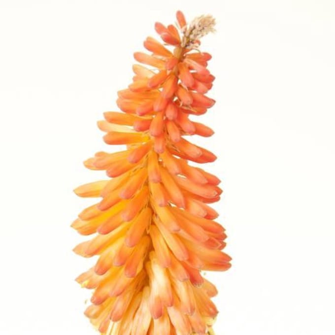 10x Kniphofia alcazar 70cm