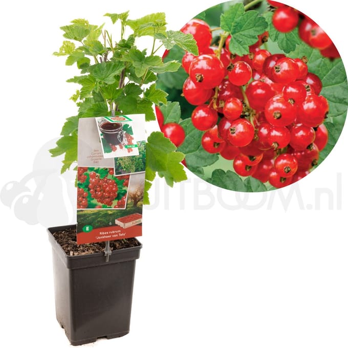 Bessenstruik Ribes rubrum Jonkheer v Tets - Rode bes 18cm